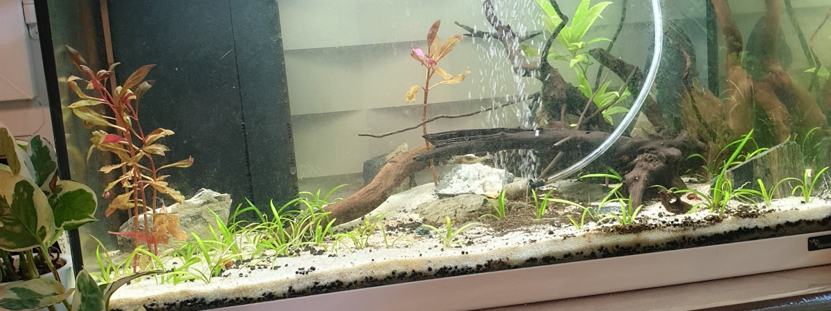 aquarium 60l bac à crevettes- elevage