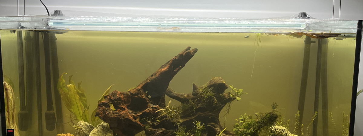 aquarium 200L Mangrove