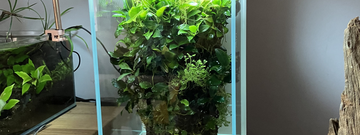 aquarium Deco