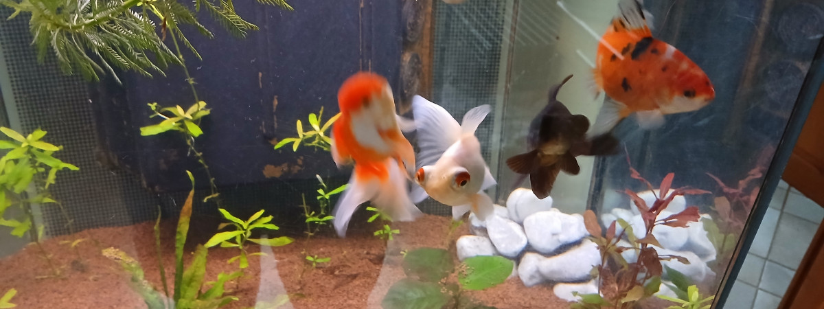 aquarium 360l