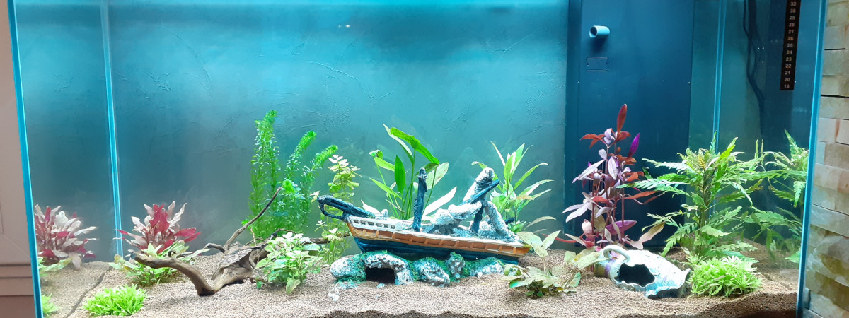 aquarium nono