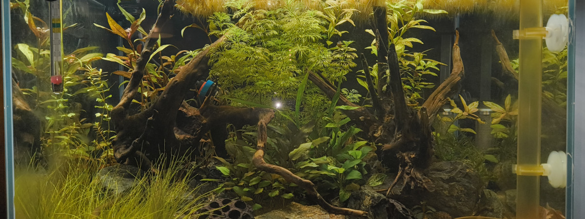 aquarium Aquarium Salon