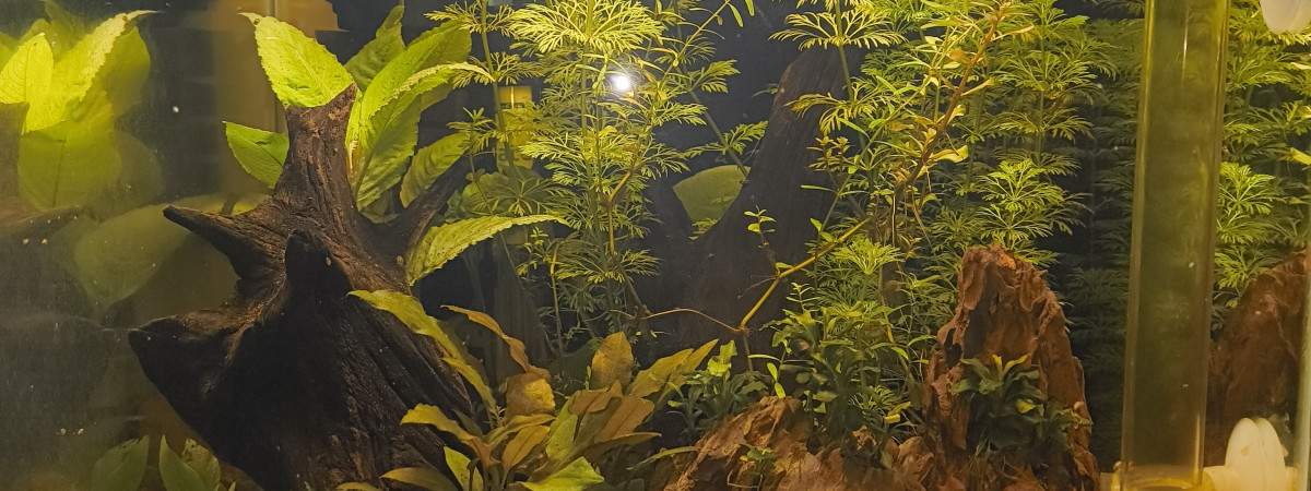 aquarium Aquarium Bureau