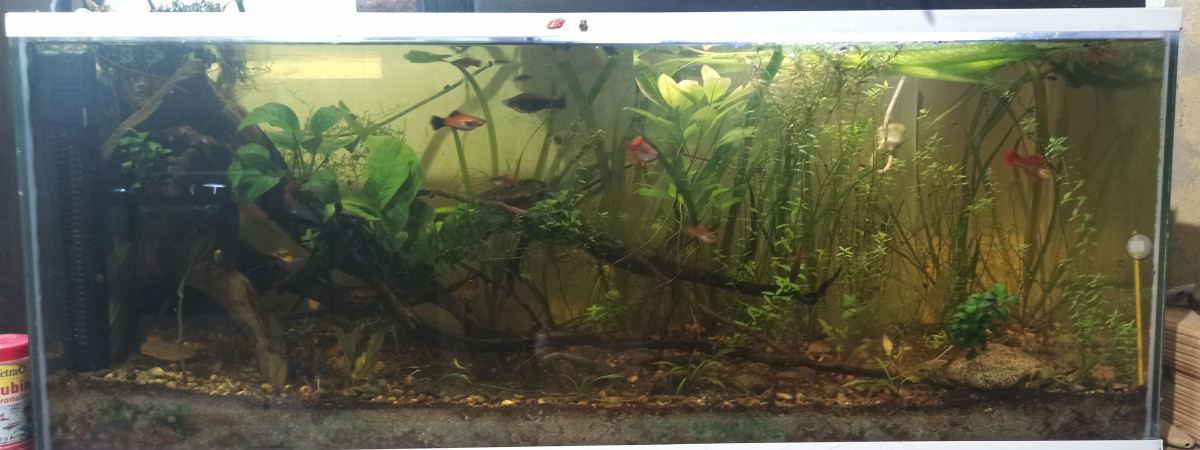 aquarium 140 litre