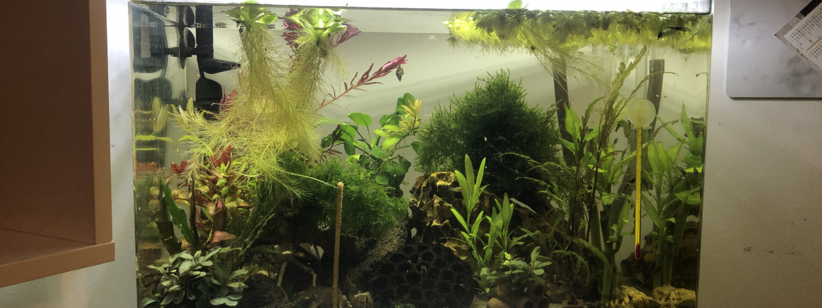 aquarium Blue dream oe