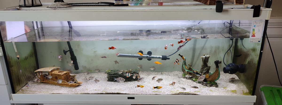 aquarium Communautaire graziella