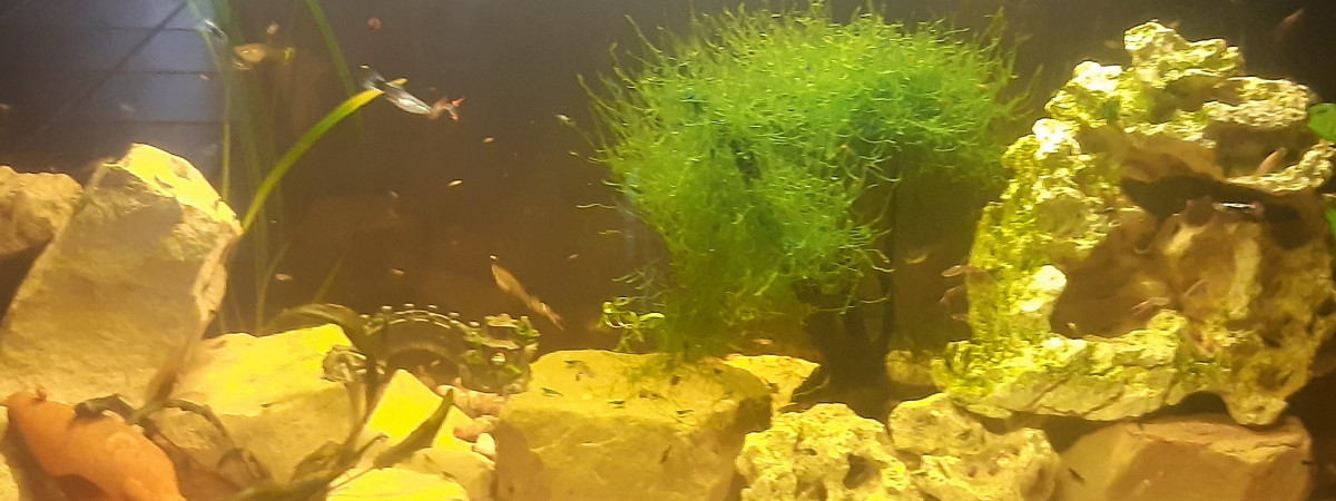 aquarium 450 litres
