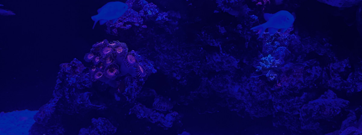 aquarium Eau de mer