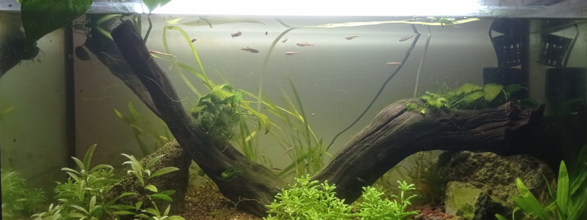 aquarium Aquarium Tanichtys Crevettes
