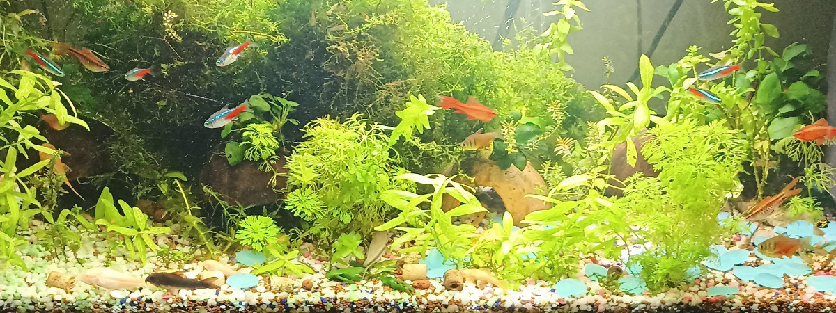 aquarium AandA