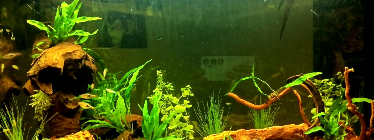 aquarium Apocalyptique