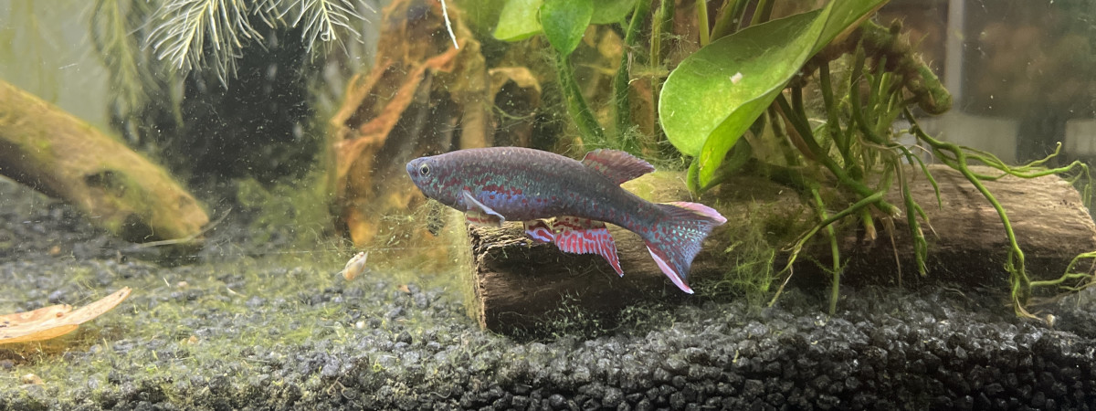 aquarium Innidere