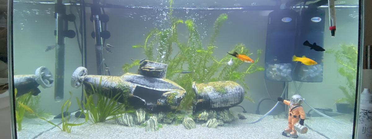 aquarium Première aquarium