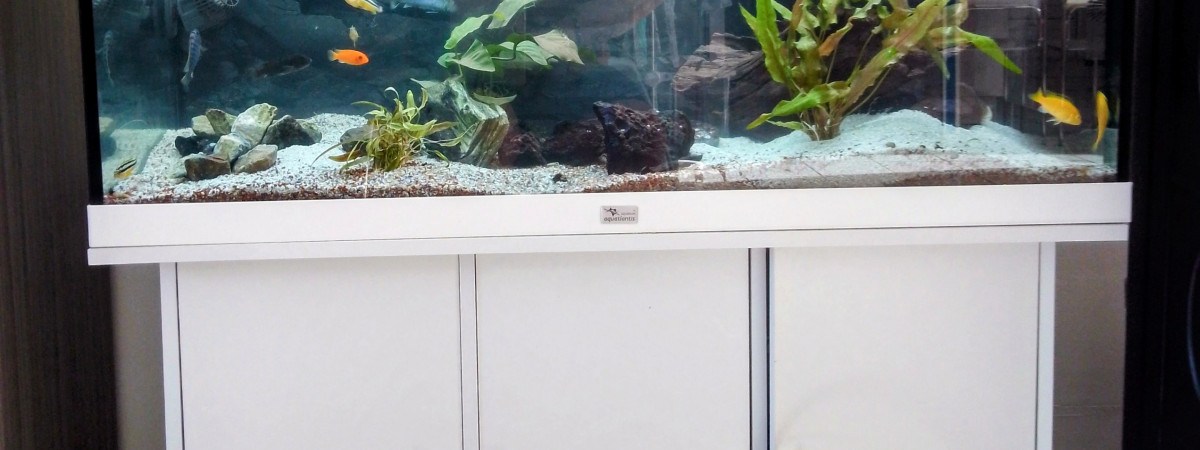 aquarium Eric