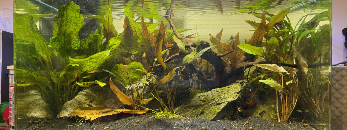 aquarium 35L Blue Saphirre