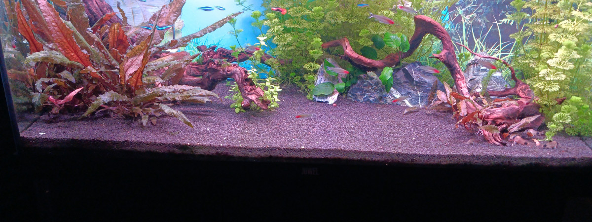 aquarium JUWEL