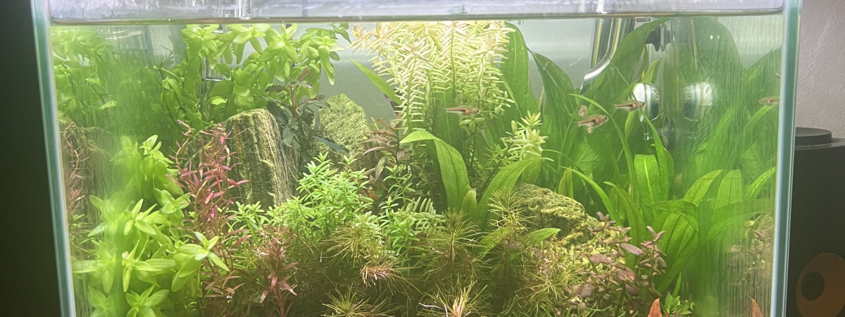 aquarium Kubus 54L IwaNotSoGumi
