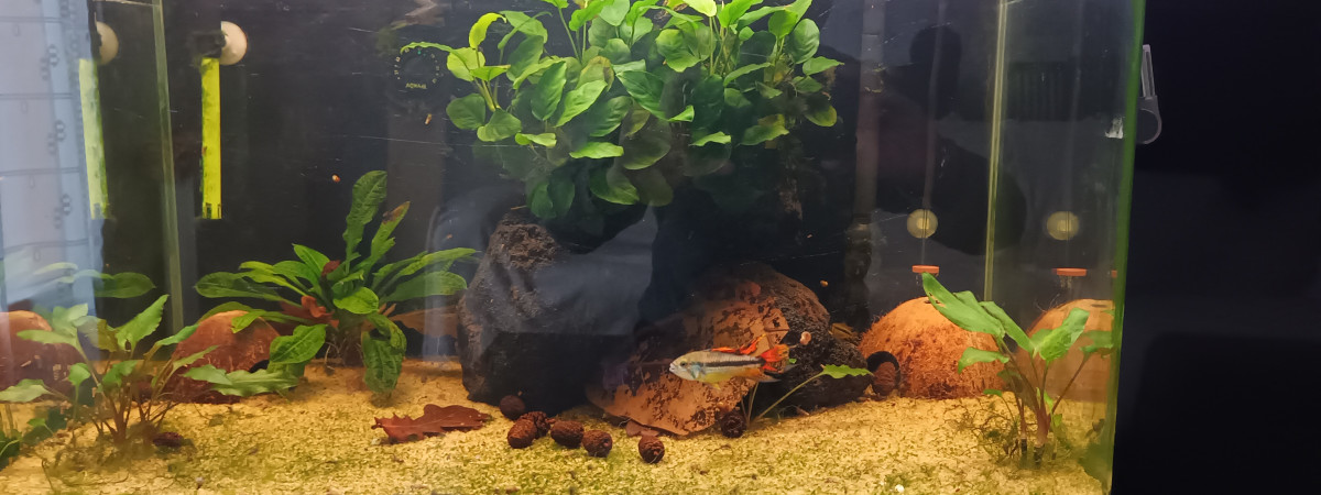 aquarium JOSE