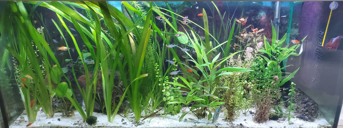 aquarium Bac principal