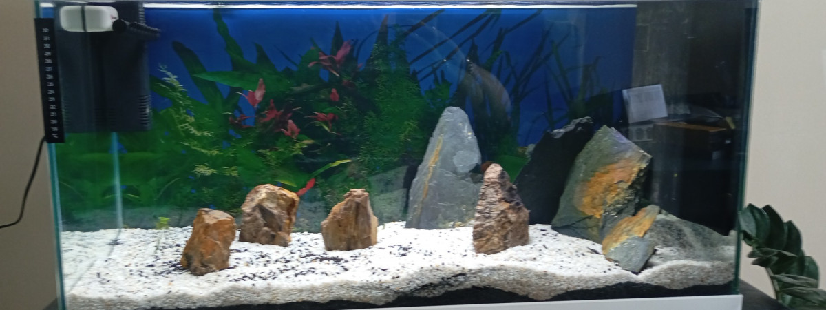 aquarium 2eme aquarium en attente