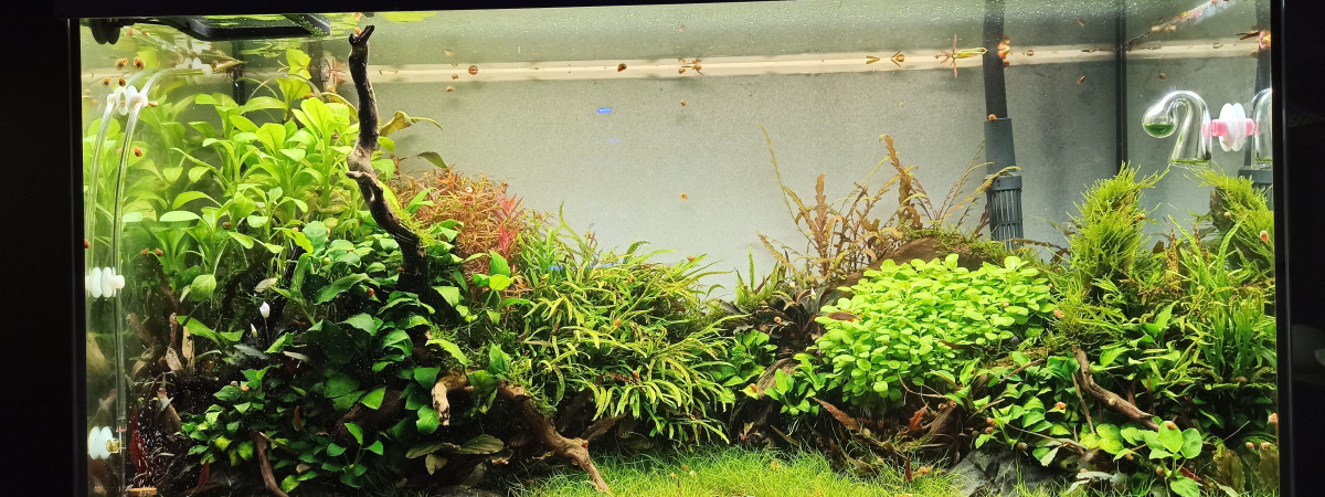 aquarium Nature scape