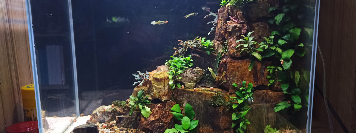 aquarium Falaise à épiphytes