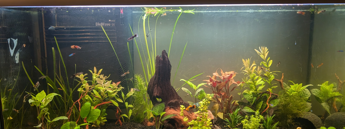 aquarium Salon