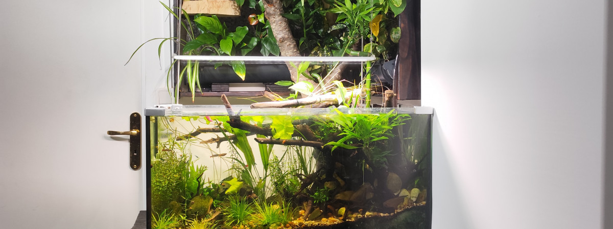 aquarium Biotope Asiatique - Chay River  Vietnam  - Tanichthys albonubes