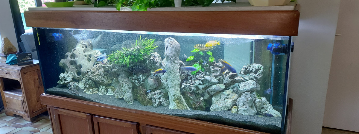 aquarium Malawi