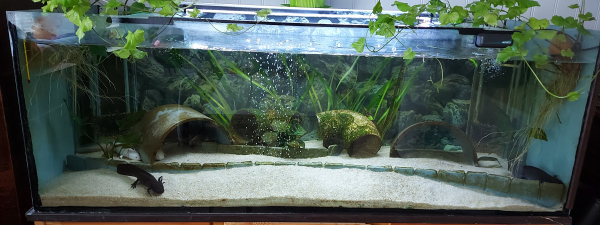 aquarium Pokemon