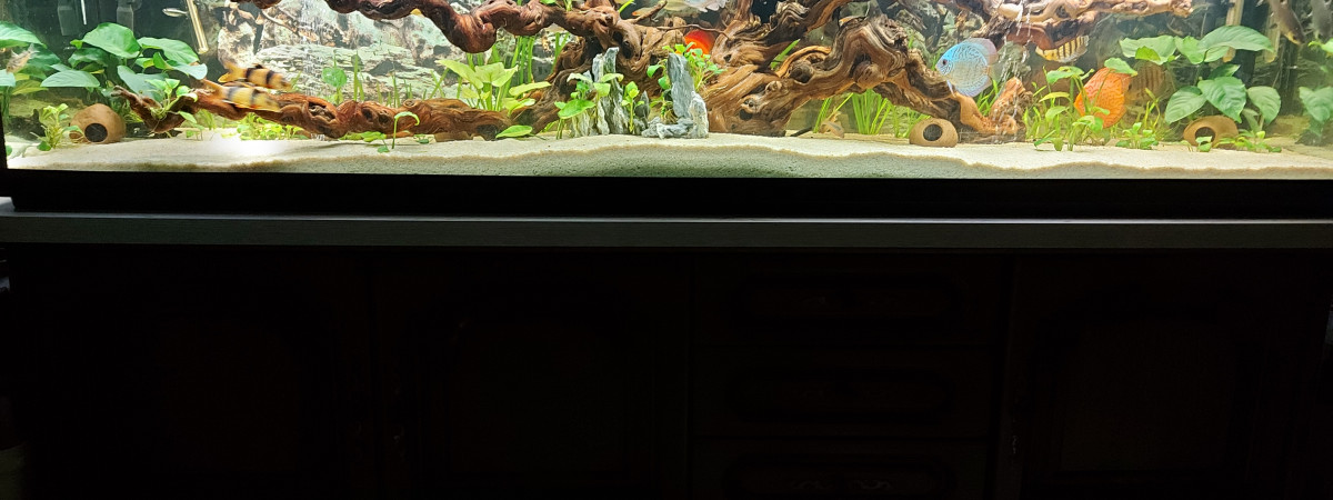 aquarium Discus et autres
