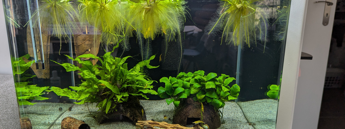 aquarium Dennerle Crevettes