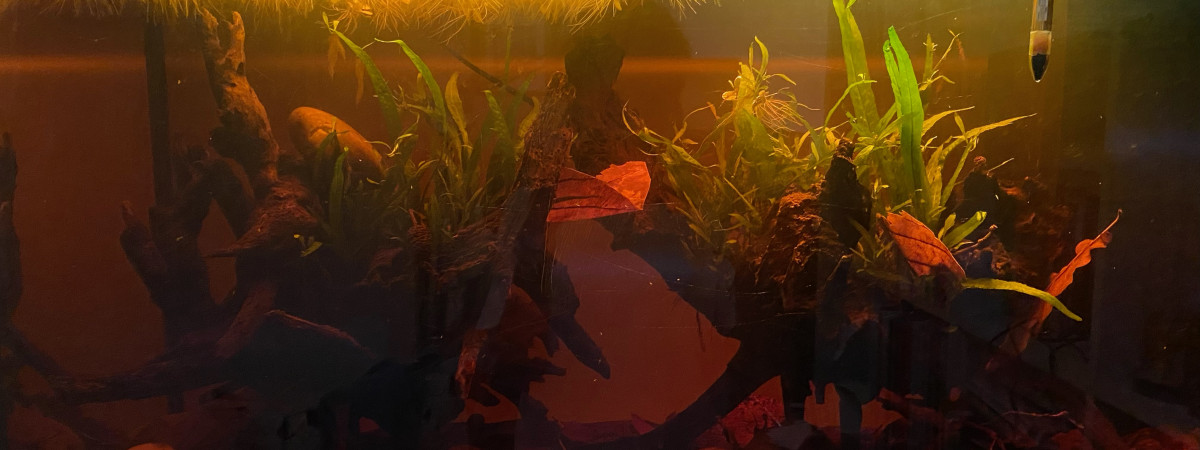 aquarium Aqua gourami chocolat