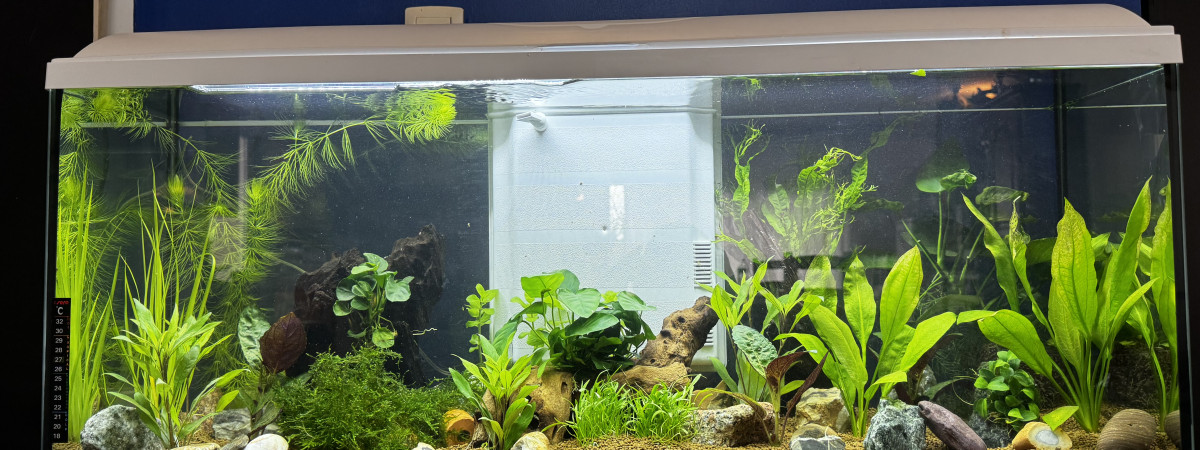 aquarium Aquarium planté 1