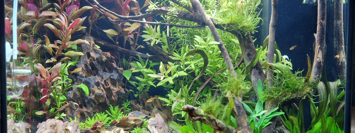 aquarium Vincent
