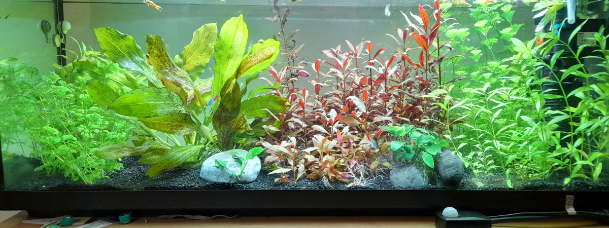aquarium AquaEauDouce