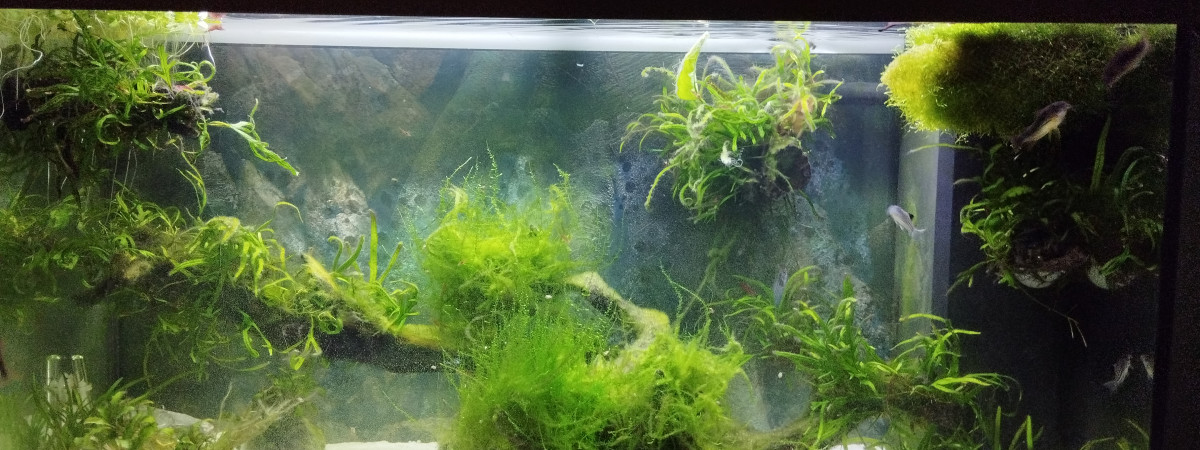 aquarium Tranquille