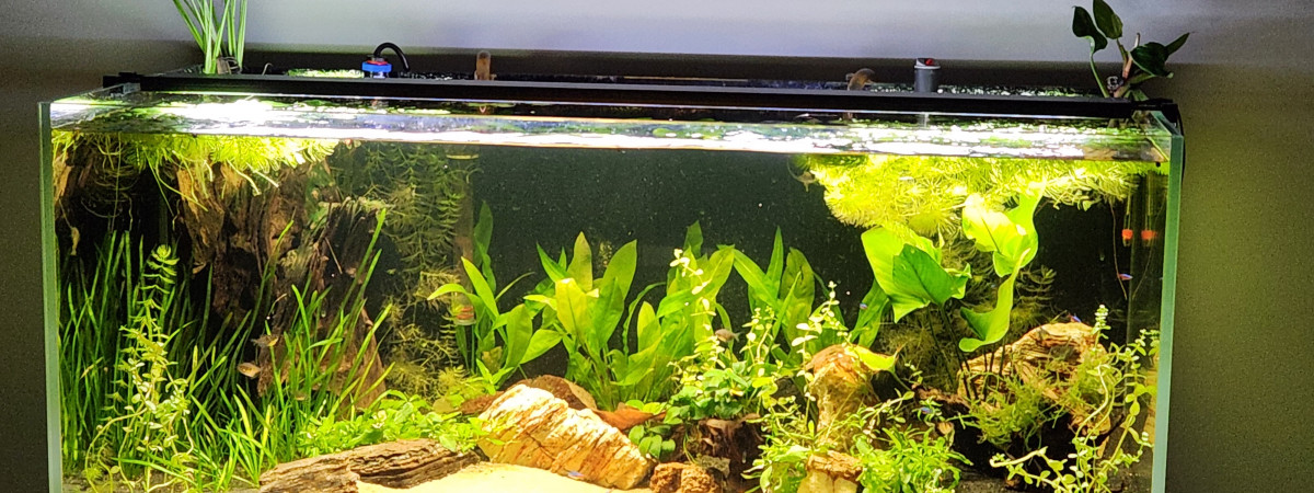 aquarium Pat