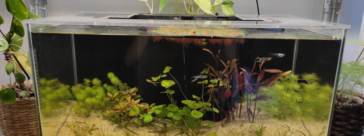 aquarium Hollandais de noob