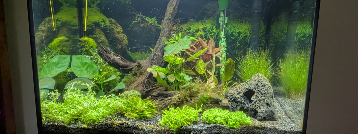 aquarium Amazonien