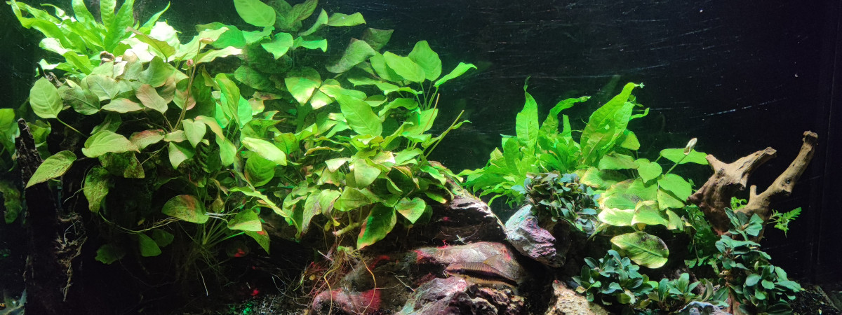aquarium Cuve 240 litres