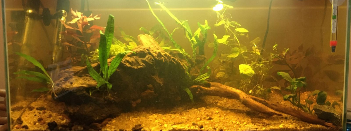 aquarium Aquarium 50