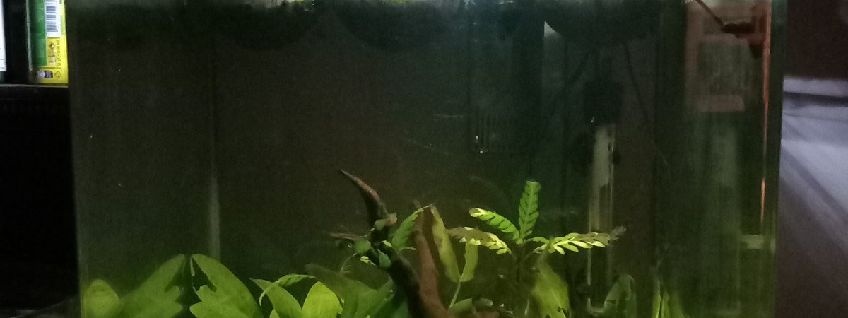aquarium Mon aquarium