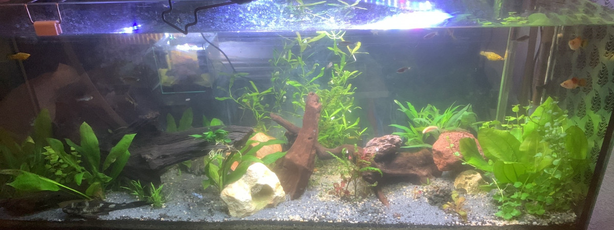 aquarium 240L