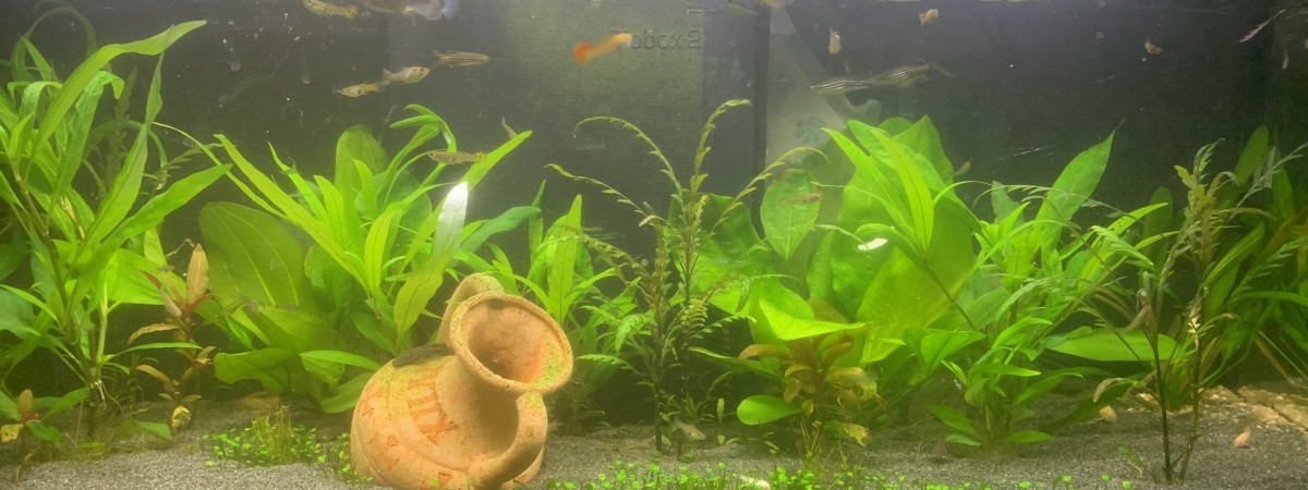 aquarium 120L bis
