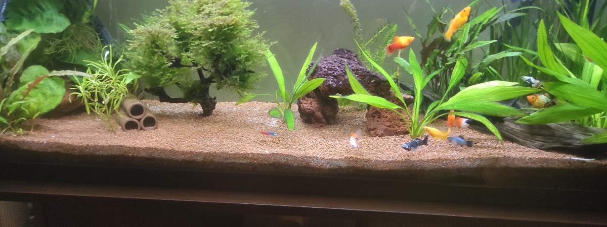 aquarium Aqua de Jao