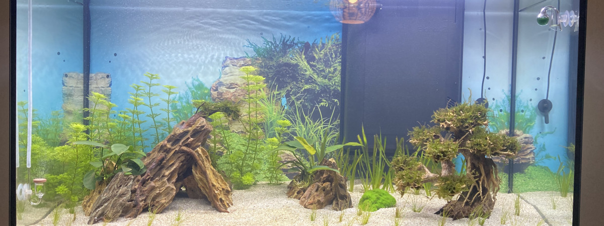 aquarium aqua splendid 100