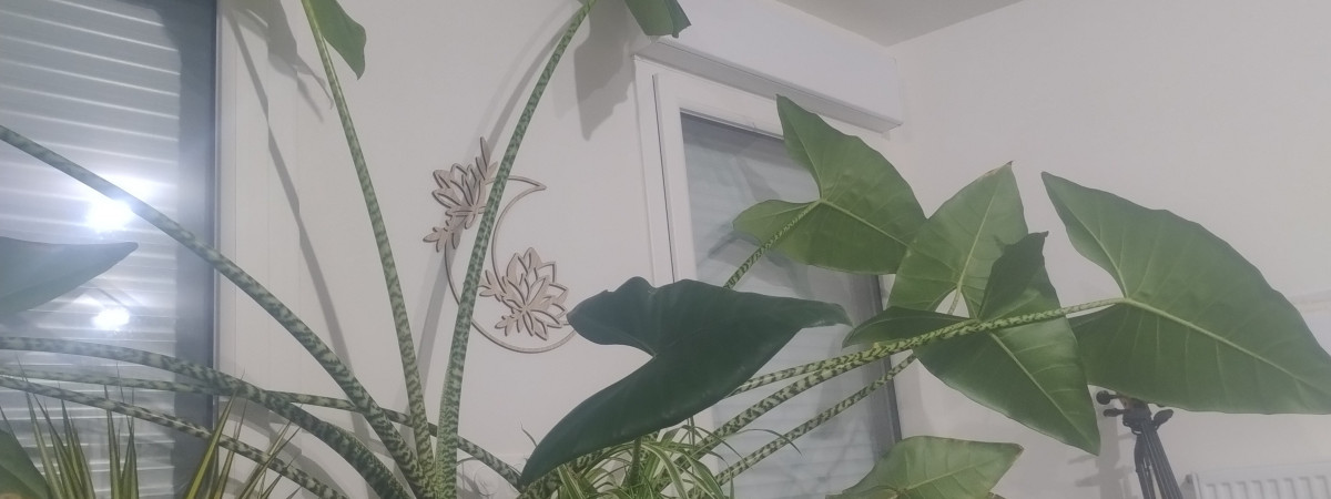 aquarium Alocasia Zebrina Invasion