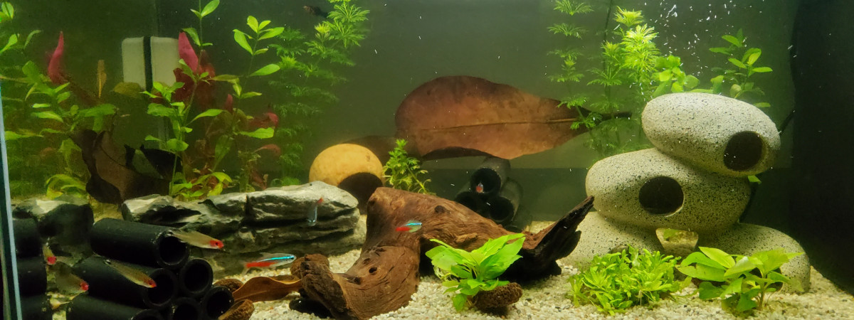 aquarium 60 litres