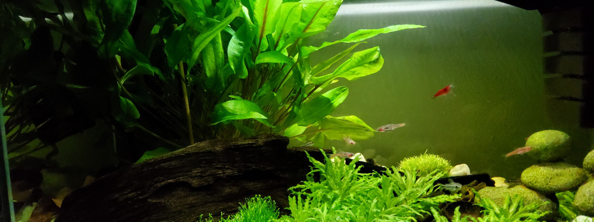 aquarium 20 litres